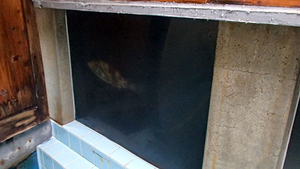 水槽のある温泉